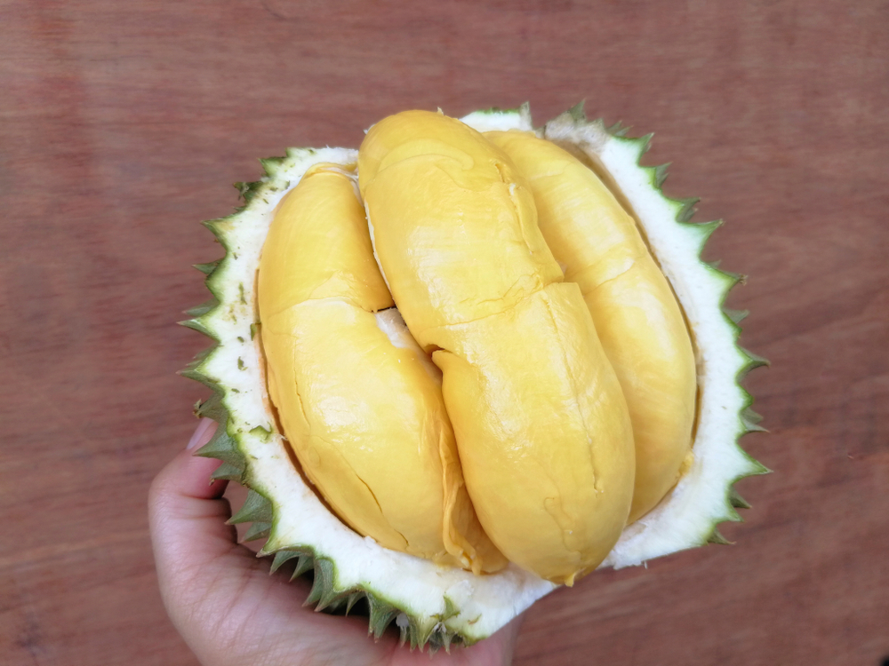 Unduh 42 Gambar Durian Banyak Keren 