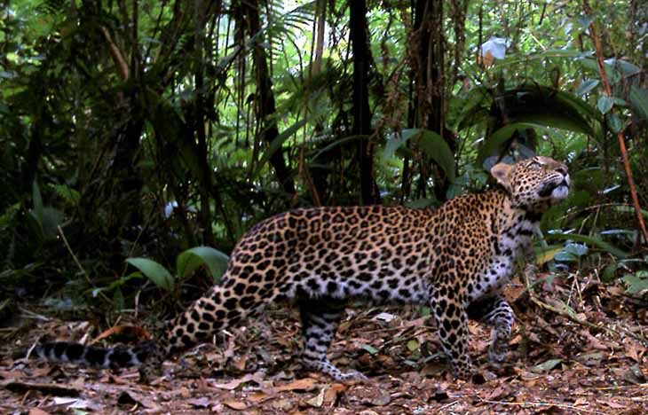 Macan Tutul Dan Kumbang Terpantau Di Gede Pangrango